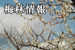 梅林情報